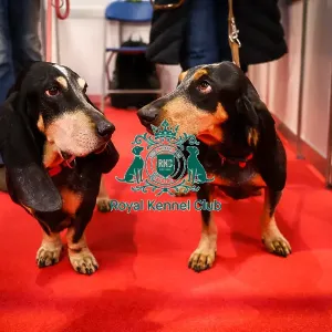 Basset Bleu De Gasgcogne in Discover Dogs