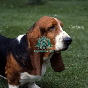Basset Hound Basset Hound