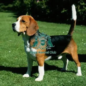 Beagle Beagle