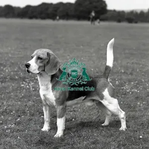 Beagle Beagle