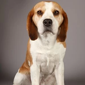 Beagle, Crufts 2013, nick ridley, stock images, KCPL, March 2013, KCPL_Stock