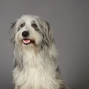 Bearded Collie, Crufts 2013, KCPL_Stock