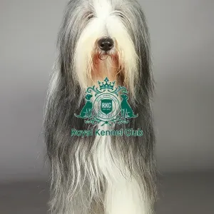 Bearded Collie, Crufts 2013, pastoral, nick ridley, portrait, March 2013, KCPL, stock images