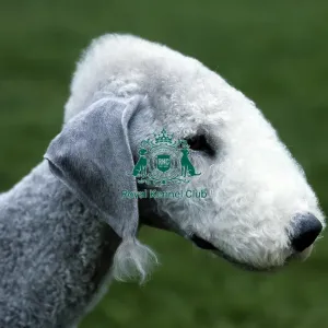 Bedlington Terrier Bedlington Terrier