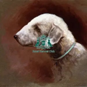 Bedlington Terrier