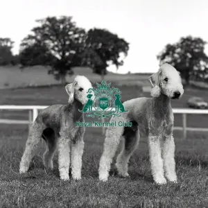 Bedlington Terriers Bedlington Terriers