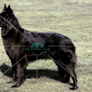 Belgian Shepherd Dog (Groenendael)