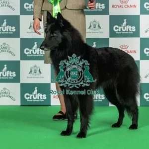 Belgian Shepherd Dog (Groenendael) Best of Breed Crufts 2026