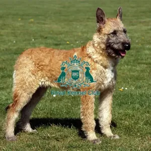 Belgian Shepherd Dog (Laekenois) Belgian Shepherd Dog (Laekenois)