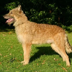 Belgian Shepherd Dog-Laekenois