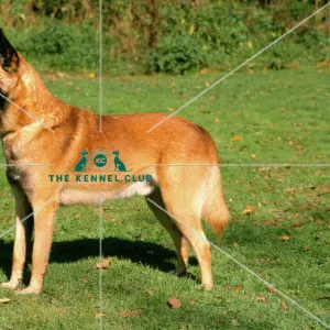 Belgian Shepherd Dog-Malinois