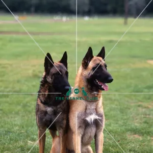 Belgian Shepherd Dog-Malinois