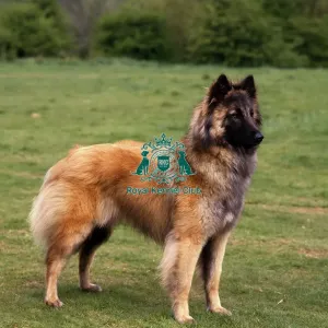 Belgian Shepherd Dog-Tervueren Belgian Shepherd Dog-Tervueren