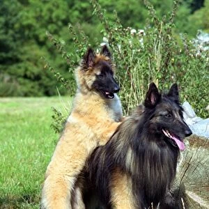 Belgian Shepherd Dog-Tervueren and puppy