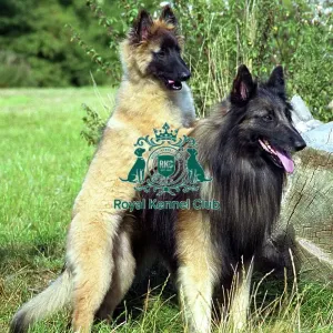 Belgian Shepherd Dog-Tervueren and puppy Belgian Shepherd Dog-Tervueren and puppy