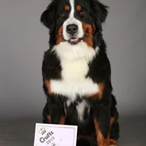 Bernese Mountain Dog, Crufts 2013, working group, nick ridley, portrait, certificate