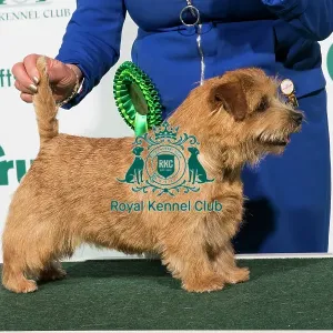Best of Breed 2020 Norfolk Terrier