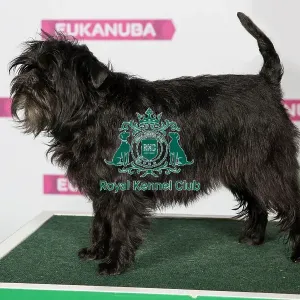 Best of Breed AFFENPINSCHER Best of Breed AFFENPINSCHER
