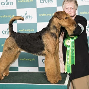 Best of Breed Airedale Terrier Crufts 2022