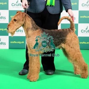 Best of Breed AIREDALE TERRIER Crufts 2023