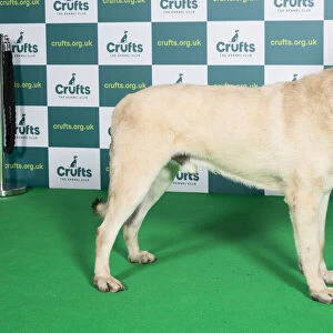 Best of Breed ANATOLIAN SHEPHERD DOG Crufts 2022