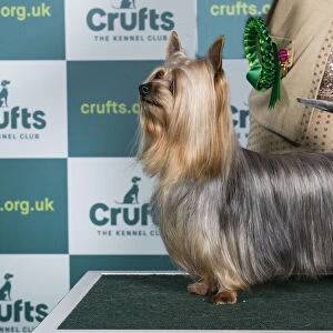 Best of Breed Australian Silky Terrier Crufts 2022