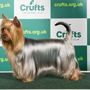Best of Breed Australian Silky Terrier Crufts 2023
