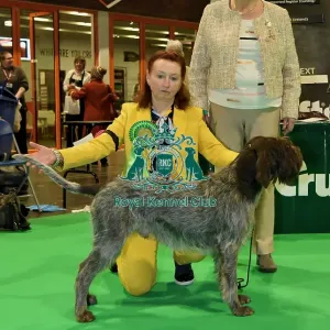 Best of Breed AV Imported Register KORTHALS GRIFFON