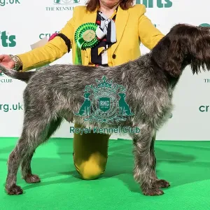 Best of Breed AV Imported Register KORTHALS GRIFFON