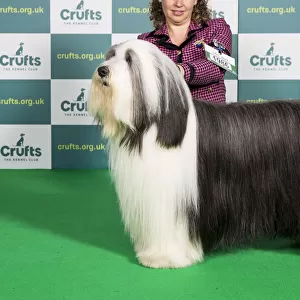 Best of Breed BEARDED COLLIE Crufts 2022