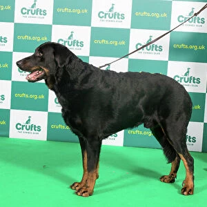 Best of Breed BEAUCERON (IMP) Crufts 2023
