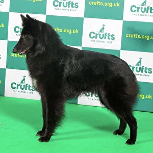 Best of Breed BELGIAN SHEPHERD DOG (GROENENDAEL) Crufts 2023