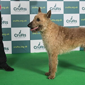 Best of Breed BELGIAN SHEPHERD DOG (LAEKENOIS) Crufts 2022