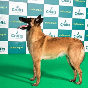 Best of Breed BELGIAN SHEPHERD DOG (MALINOIS) Crufts 2022