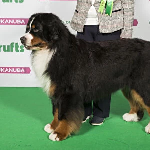 Best of Breed Bernese Mountain Dog