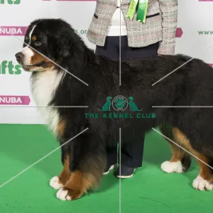 Best of Breed Bernese Mountain Dog