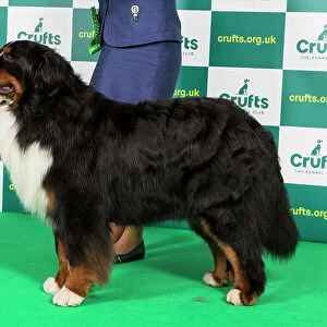 Best of Breed BERNESE MOUNTAIN DOG Crufts 2023