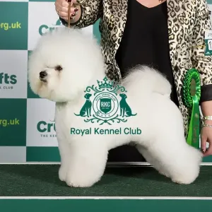 Best of Breed BICHON FRISE Crufts 2023