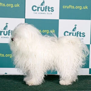 Best of Breed Bolognese Crufts 2022