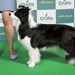 Best of Breed BORDER COLLIE Crufts 2022