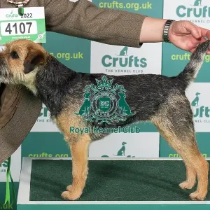 Best of Breed Border Terrier Crufts 2022