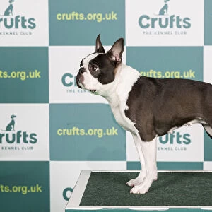 Best of Breed Boston Terrier Crufts 2022