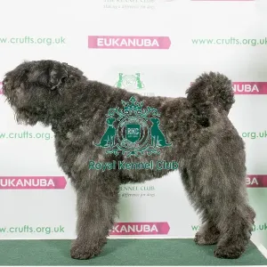 Best of Breed Bouvier Des Flandres Best of Breed Bouvier Des Flandres