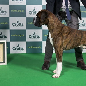Best of Breed Boxer Crufts 2022