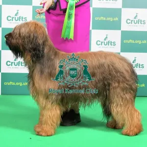 Best of Breed Briard Crufts 2023
