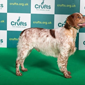 Best of Breed Brittany Crufts 2022