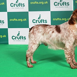 Best of Breed Brittany Crufts 2023