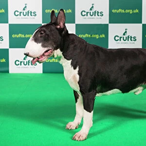Best of Breed BULL TERRIER Crufts 2023