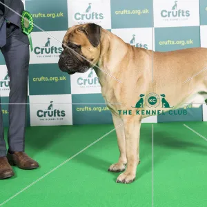 Best of Breed Bullmastiff Crufts 2022