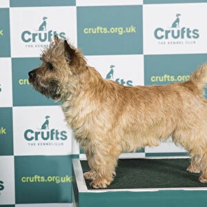 Best of Breed CAIRN TERRIER Crufts 2022